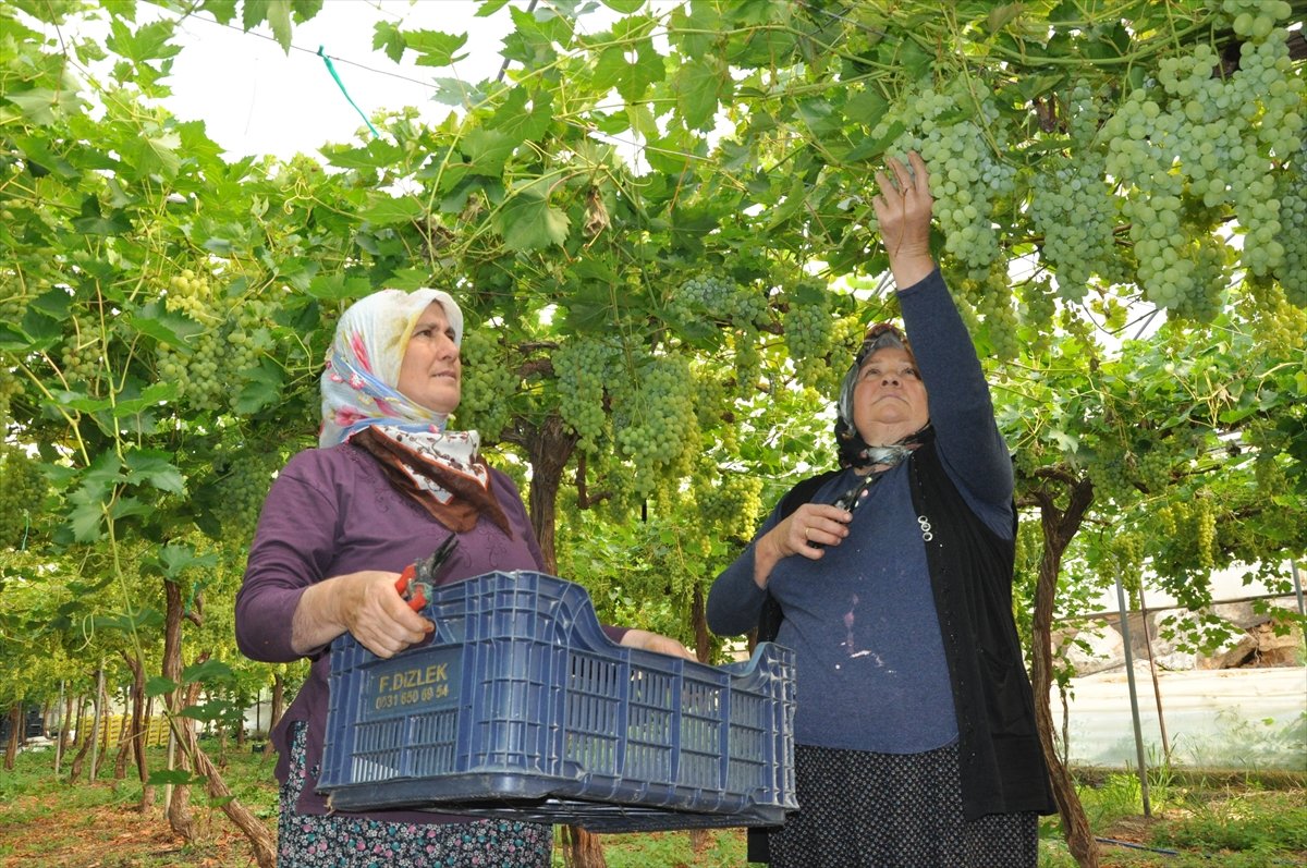 A A 20260430 41249273 41249268 M E R S I N D E O R T U A L T I N D A U Z U M H A S A D I B A S L A D I