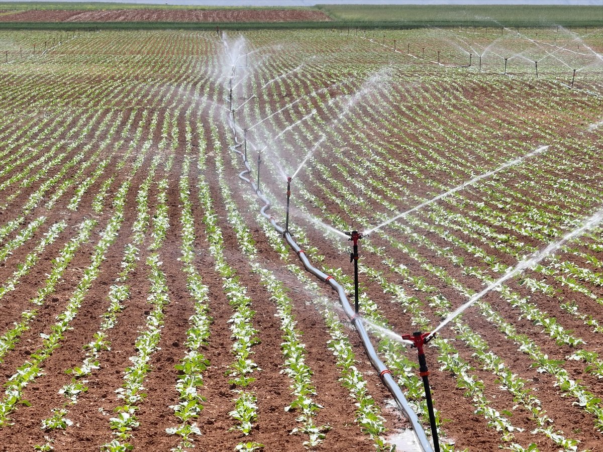 A A 20260430 41250856 41250851 D S I K A H R A M A N M A R A S A 23 Y I L D A 148 M I L Y A R L I R A L I K Y A T I R I M Y A P T I