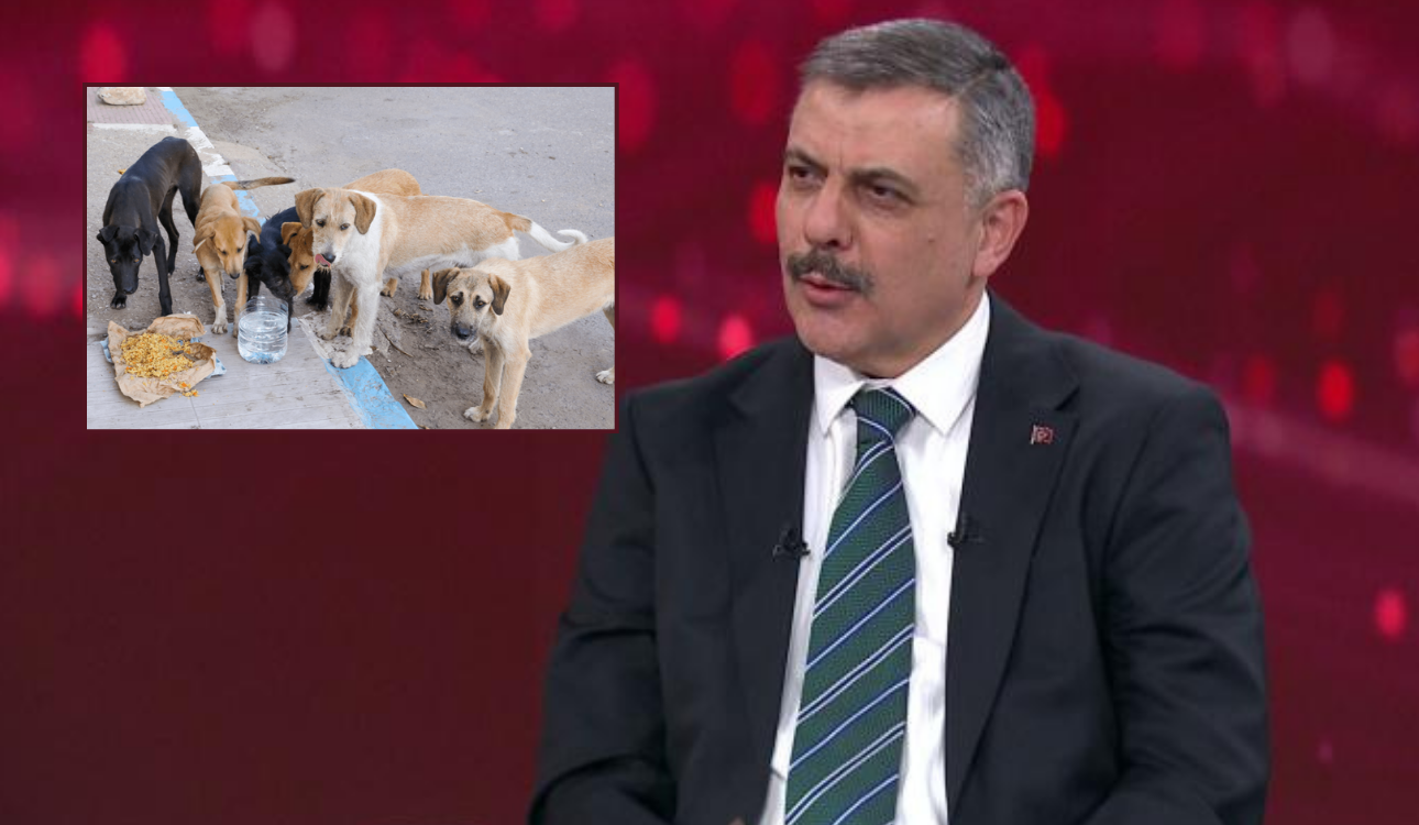 Bakan Çiftçi'den Sokak Hayvanlarıyla İlgili Çarpıcı Açıklama: “Yüzde 75’i Toplandı”