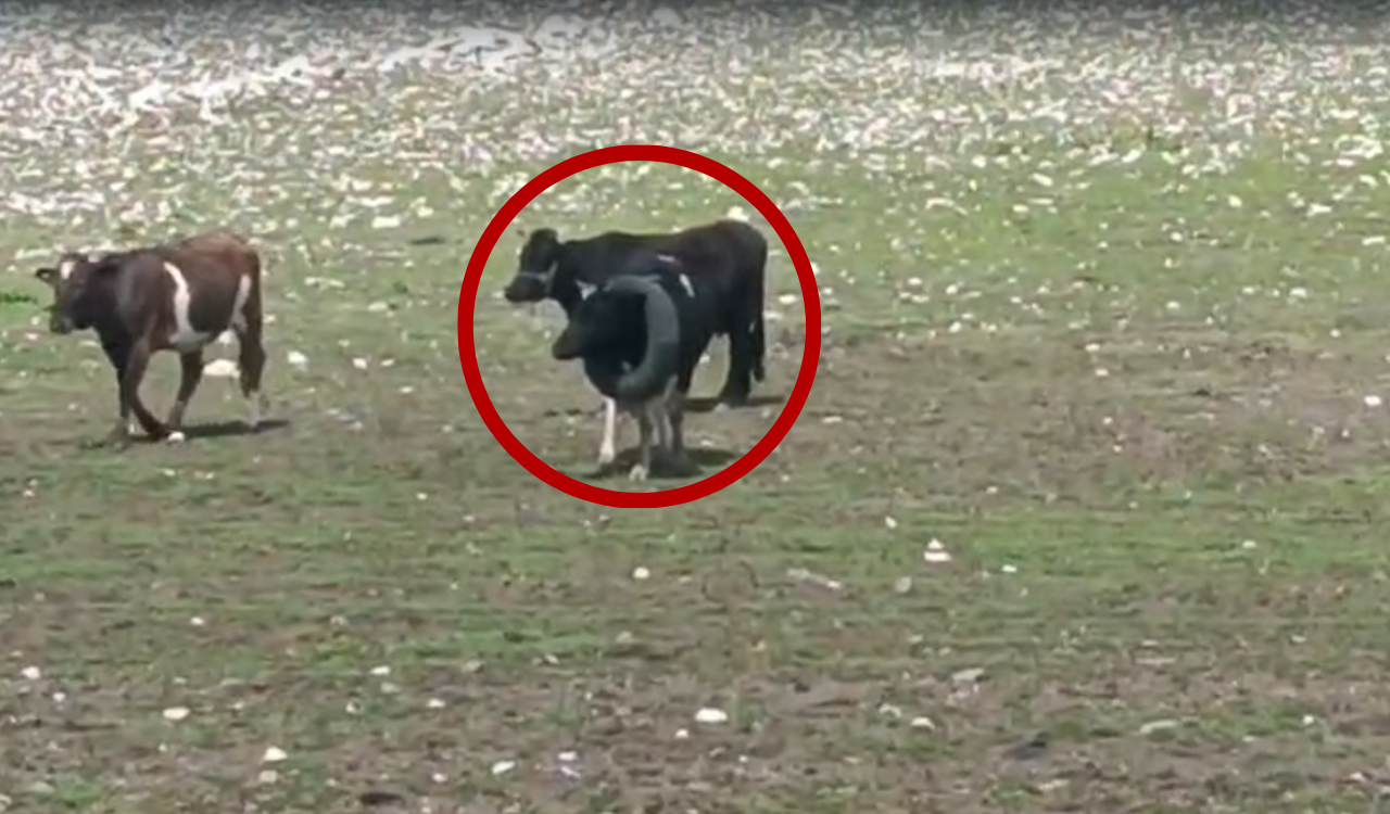 Andırın’da İlginç Olay!