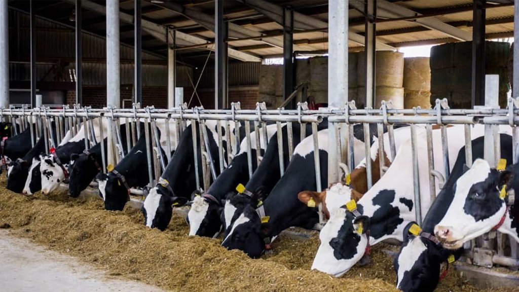 Buyukbaş Ciftlik Kurulumu