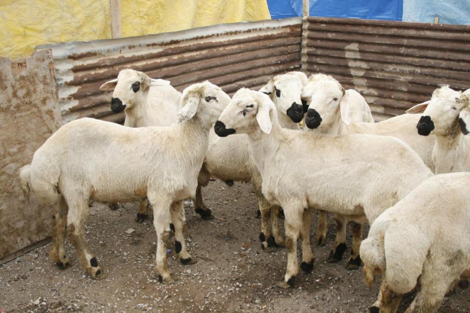 Karatayda Kurban Satis Ve Kesim Yerleri Belirlendi.jpg 1500