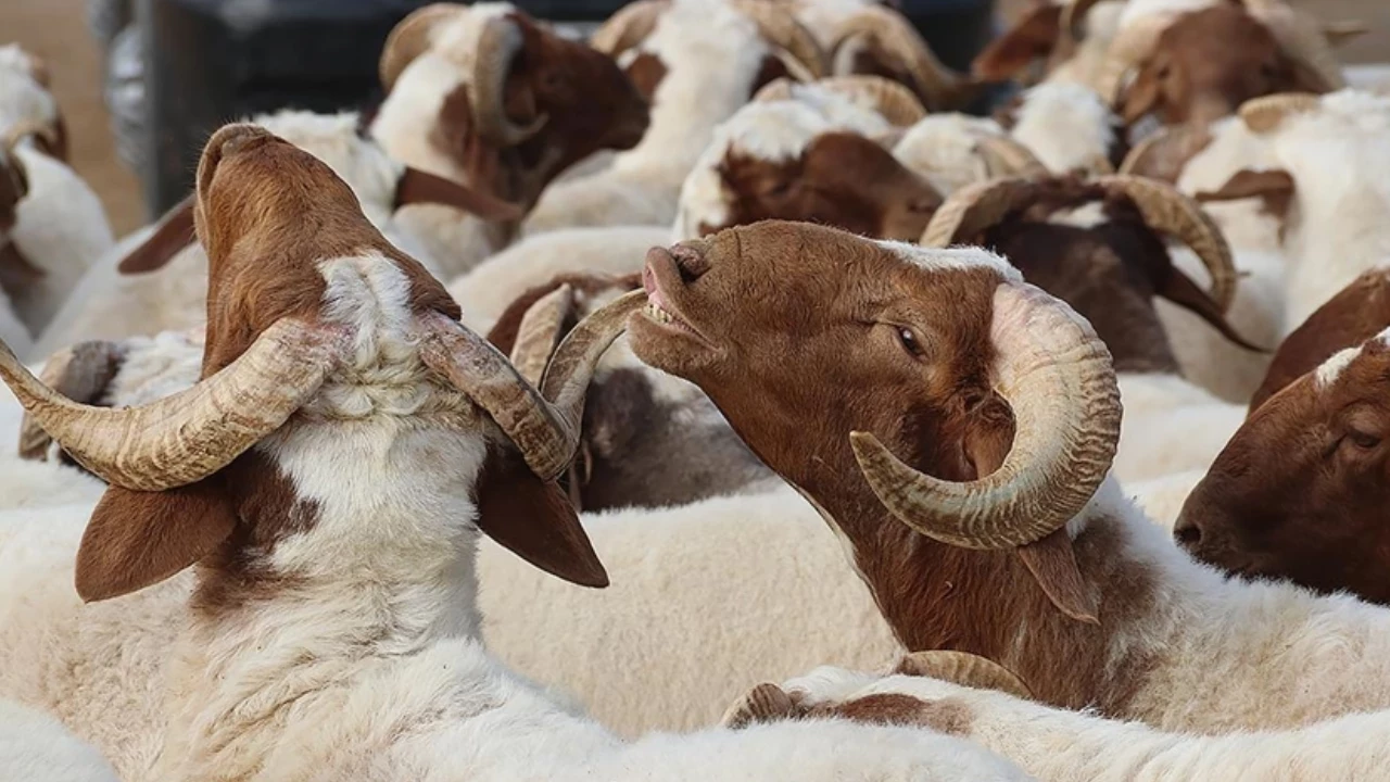 Kurban Bayrami Srrr Cover