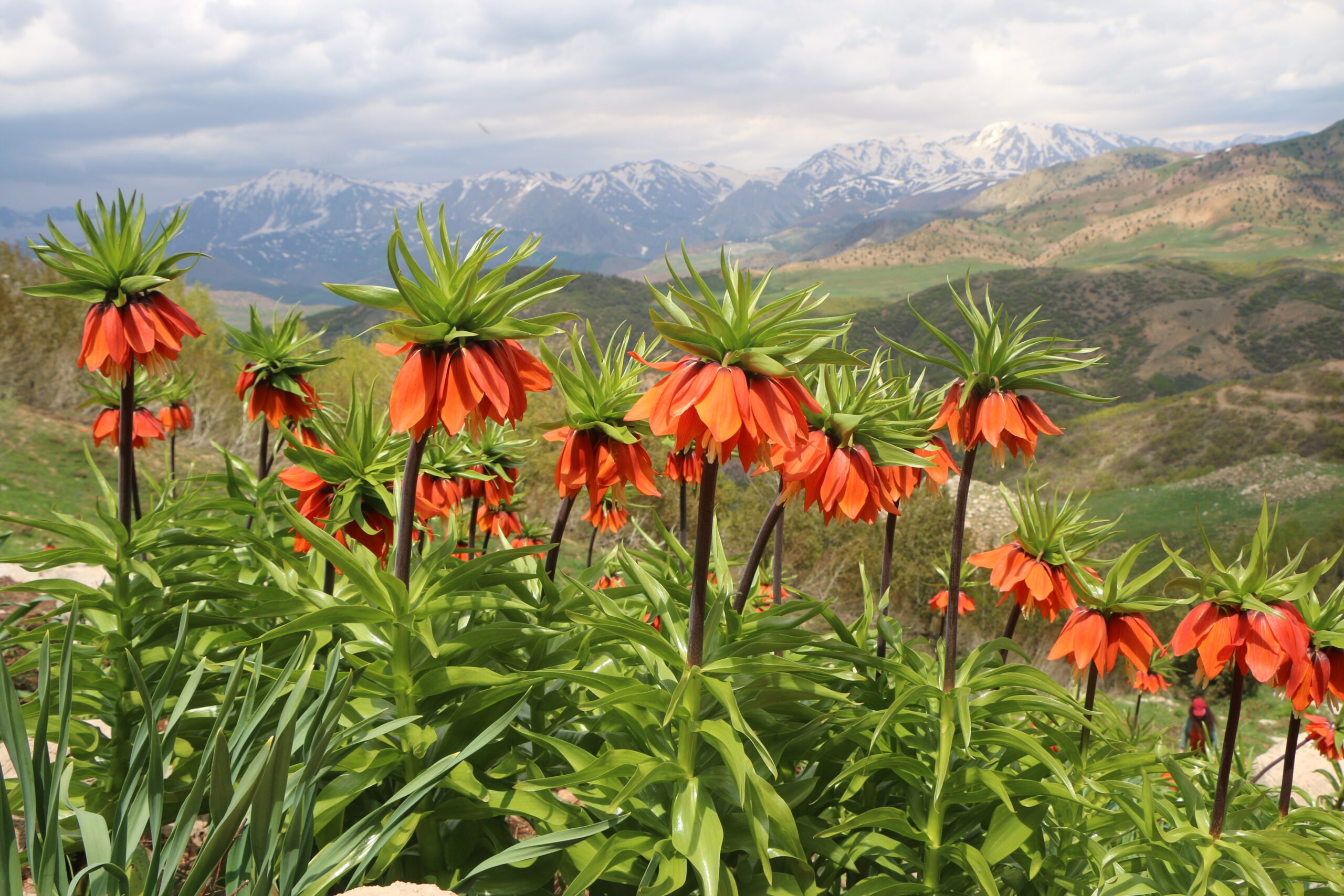 Ters Lale Dersim 16 Scaled