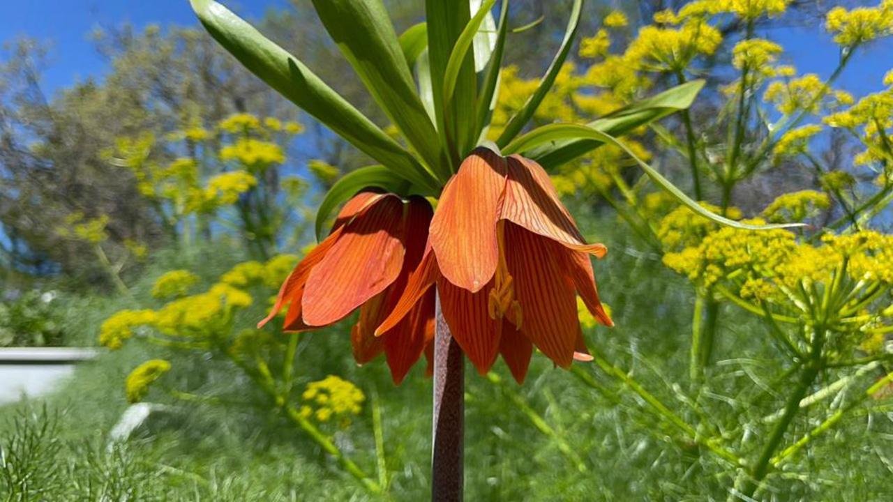 Binboğa’nın Zirvesinde Bahar: Ters Laleler Görsel Şölen Sunuyor