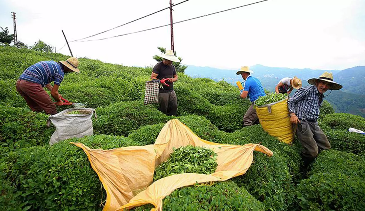 Yas Cay Alimi Fiyati Bell 521