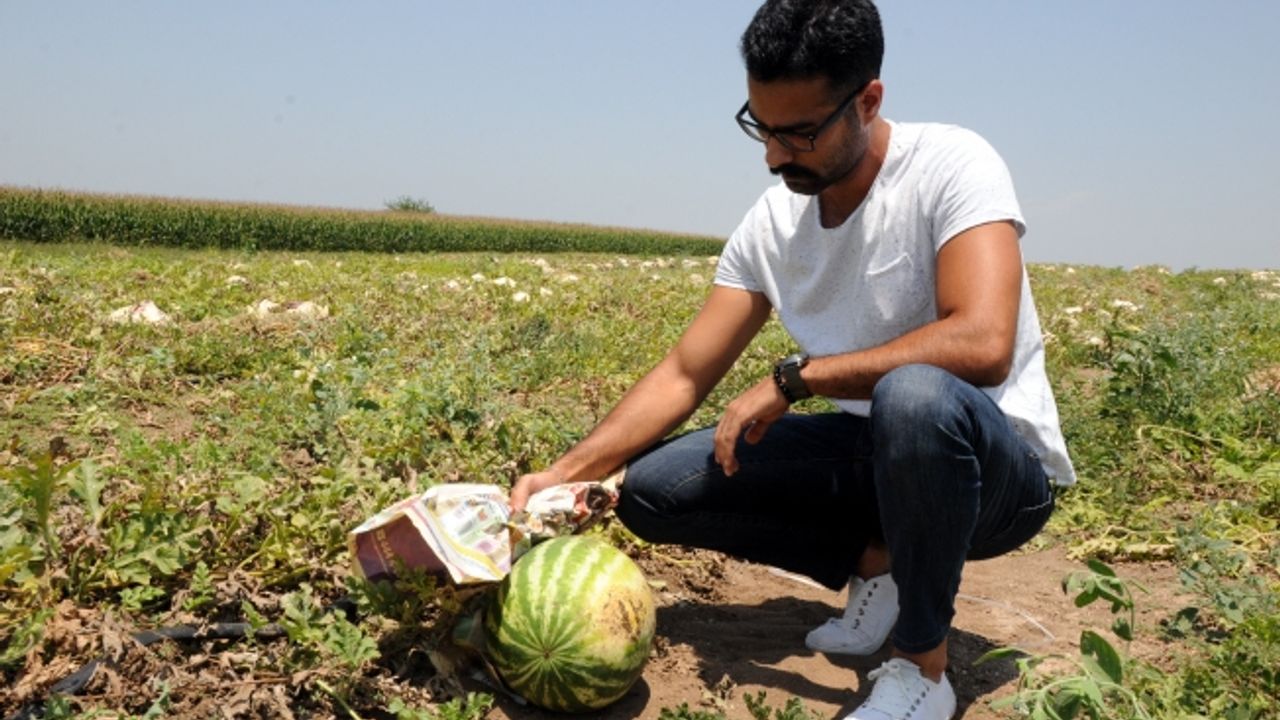 Tarladaki karpuzları gazeteye sararak koruyorlar