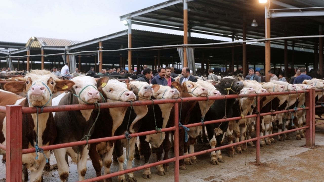 Canlı Hayvan Borsasında Kurban Satışları Başladı