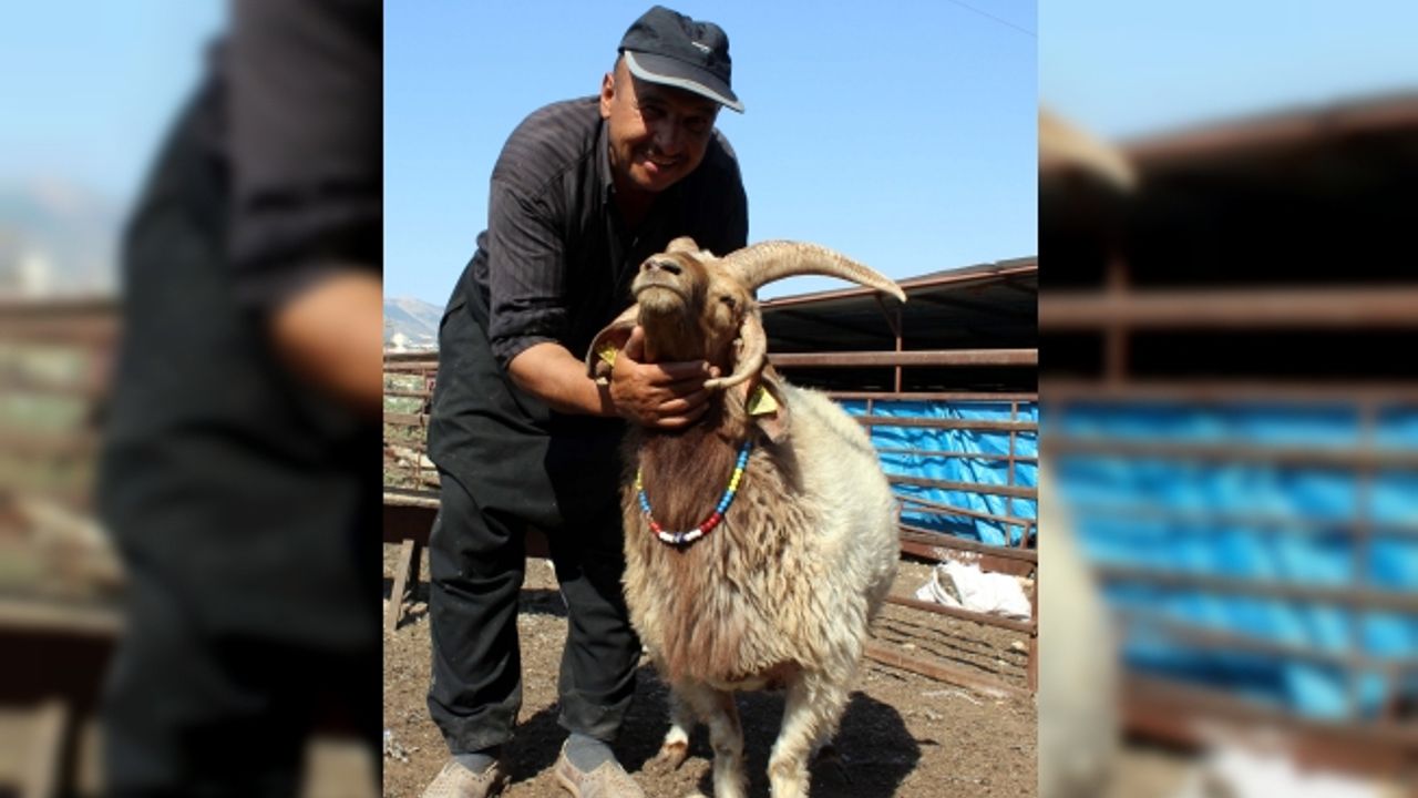 Kahramanmaraş'ta 5 boynuzlu koç alıcısını bekliyor