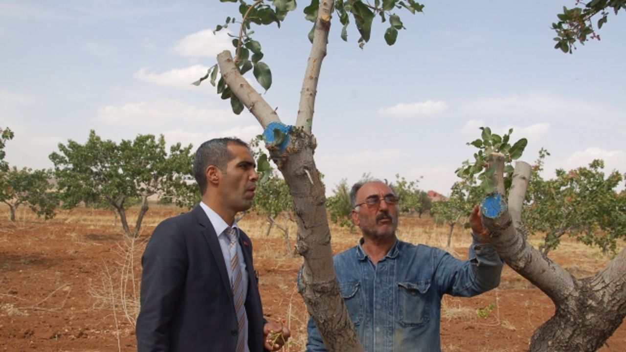 "Akdeniz'in Sibiryası"nda Antep fıstığı yetiştirdi