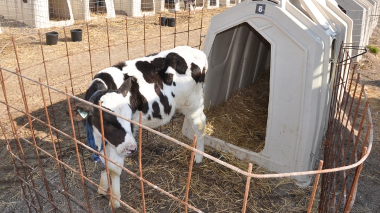 Buzağı Ölümleri ve Damızlık Dişi Hayvan Kesimi İle İlğili Toplantı Düzenlendi