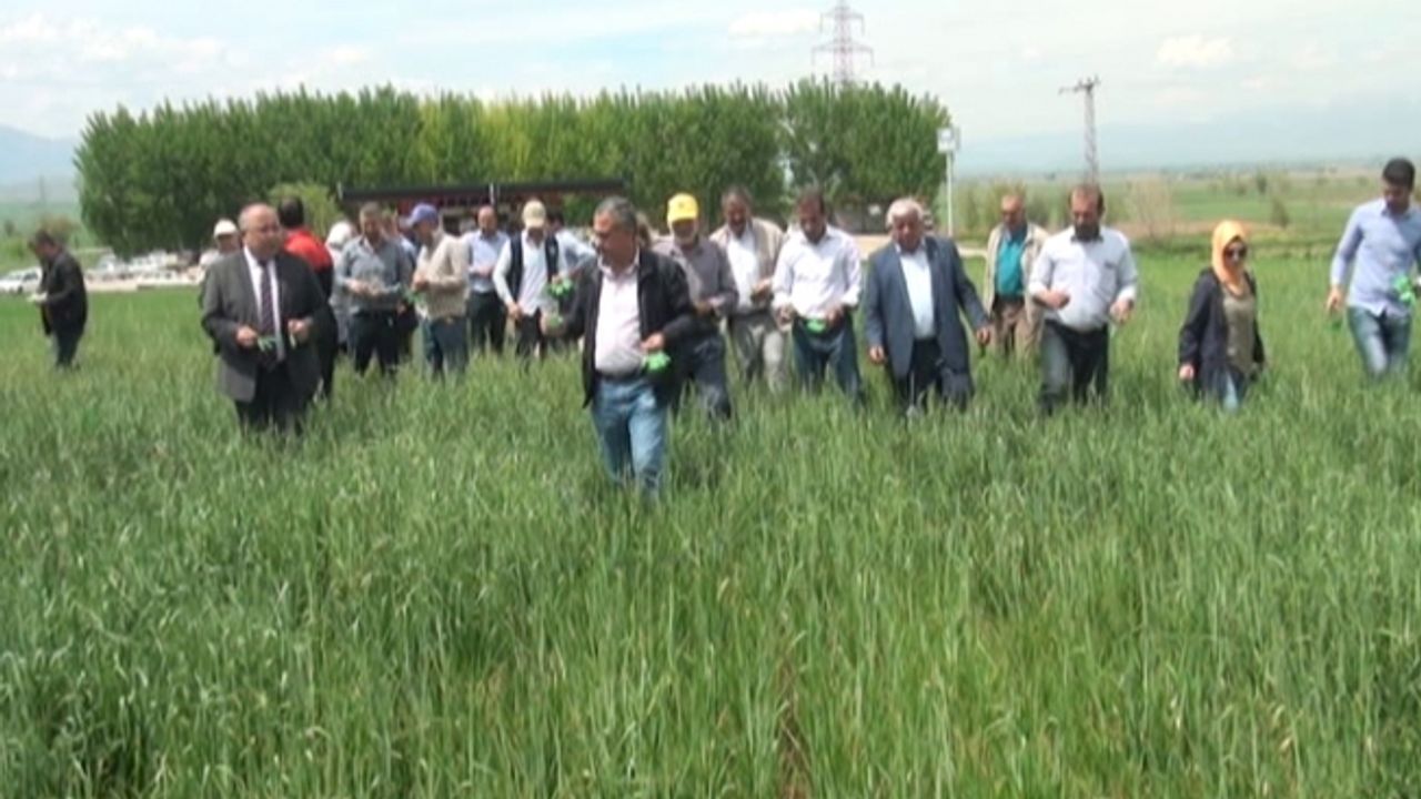 Elbistan'da Süne savar böcekler tarlalara bırakıldı