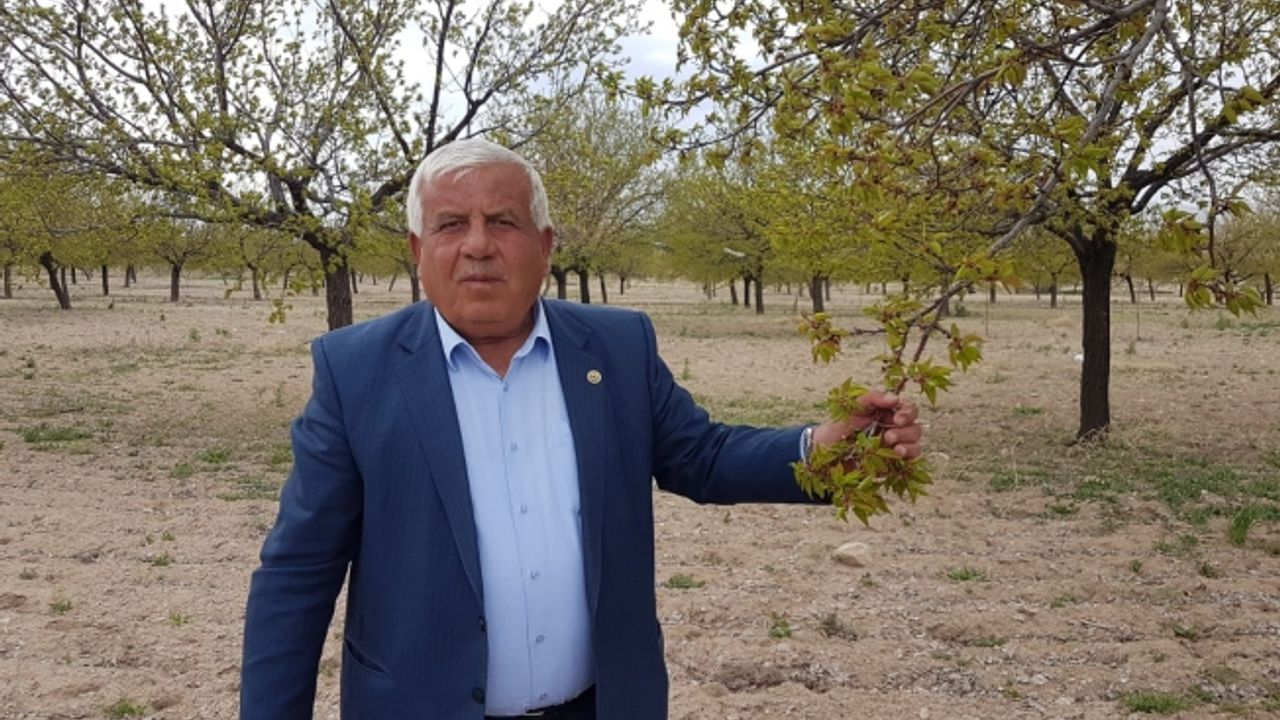 Kayısı üreticisinin korktuğu başına geldi!