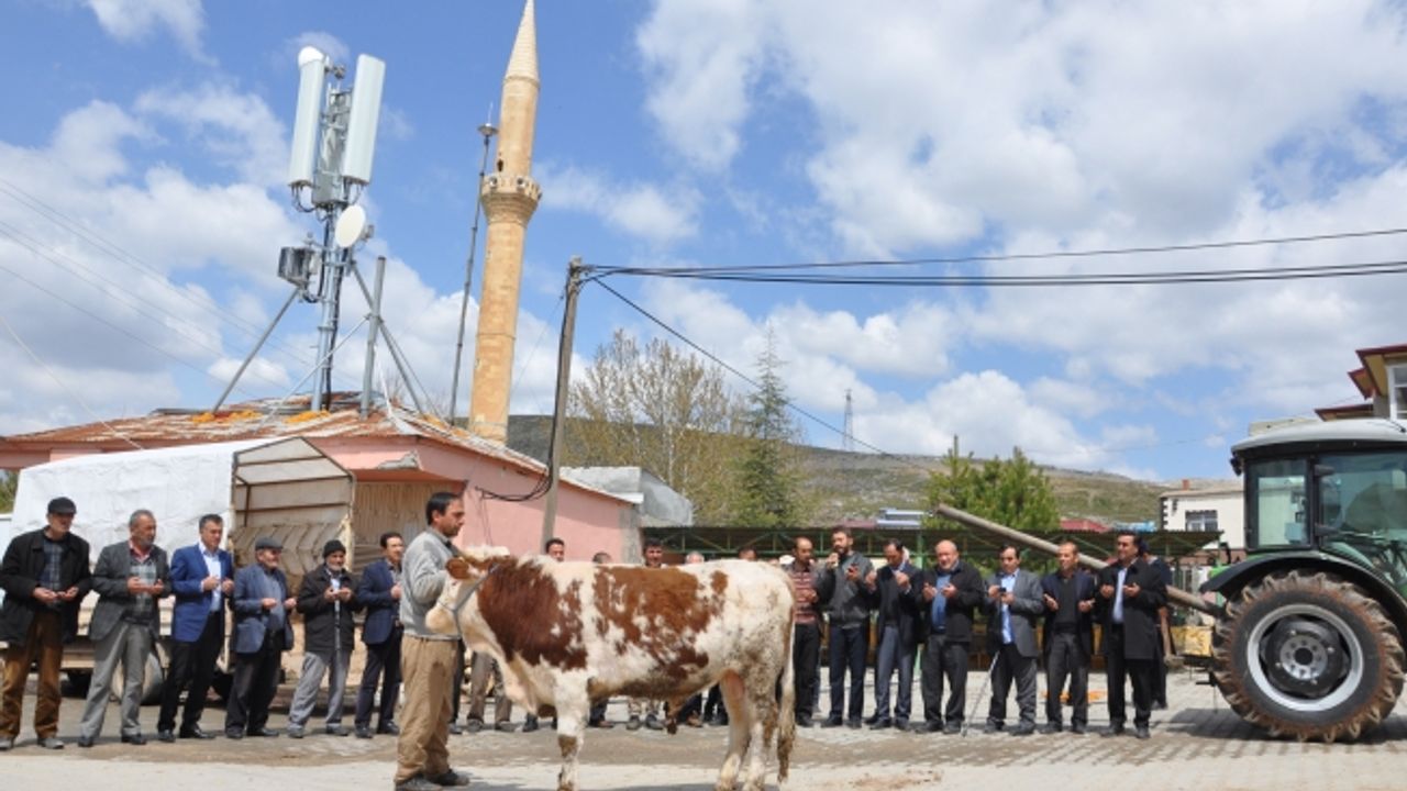 Köylüler bol yağış için şükür kurbanı kesti
