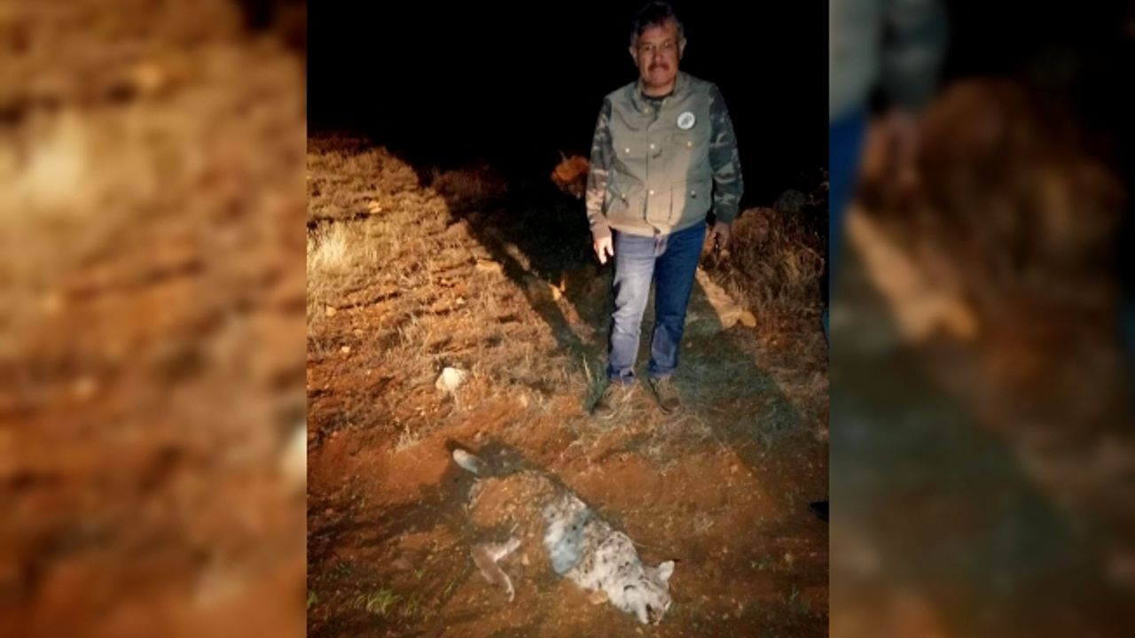 Kahramanmaraş'ta av tüfeğiyle öldürülmüş vaşak bulundu