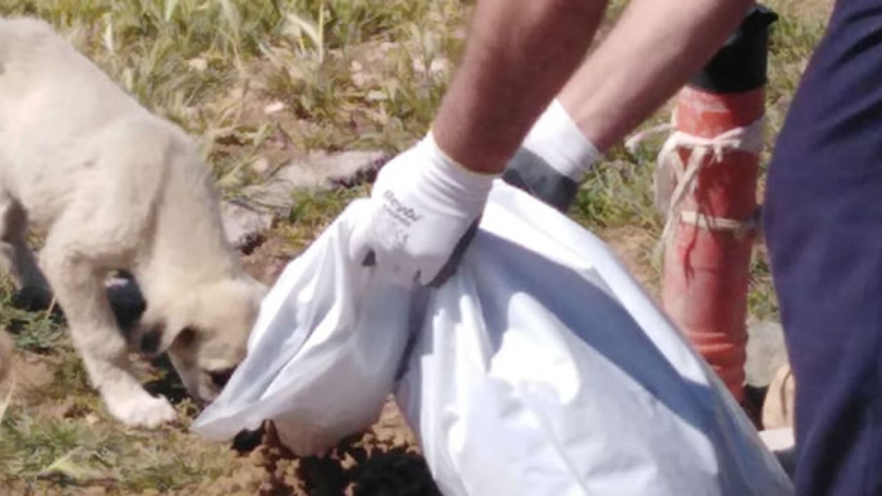 Kahramanmaraş'ta kedi ve köpek evlerine mamalar bırakılıyor