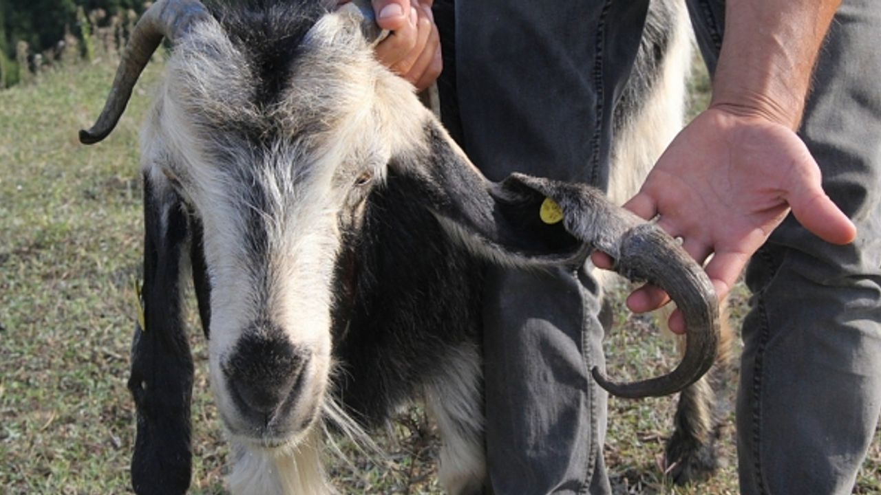 6 ay önce aldığı keçi üç boynuzlu çıktı