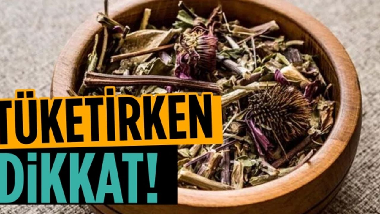 Ekinezya (Kirpi otu) nedir? Faydaları nelerdir ve nasıl tüketilmeli?