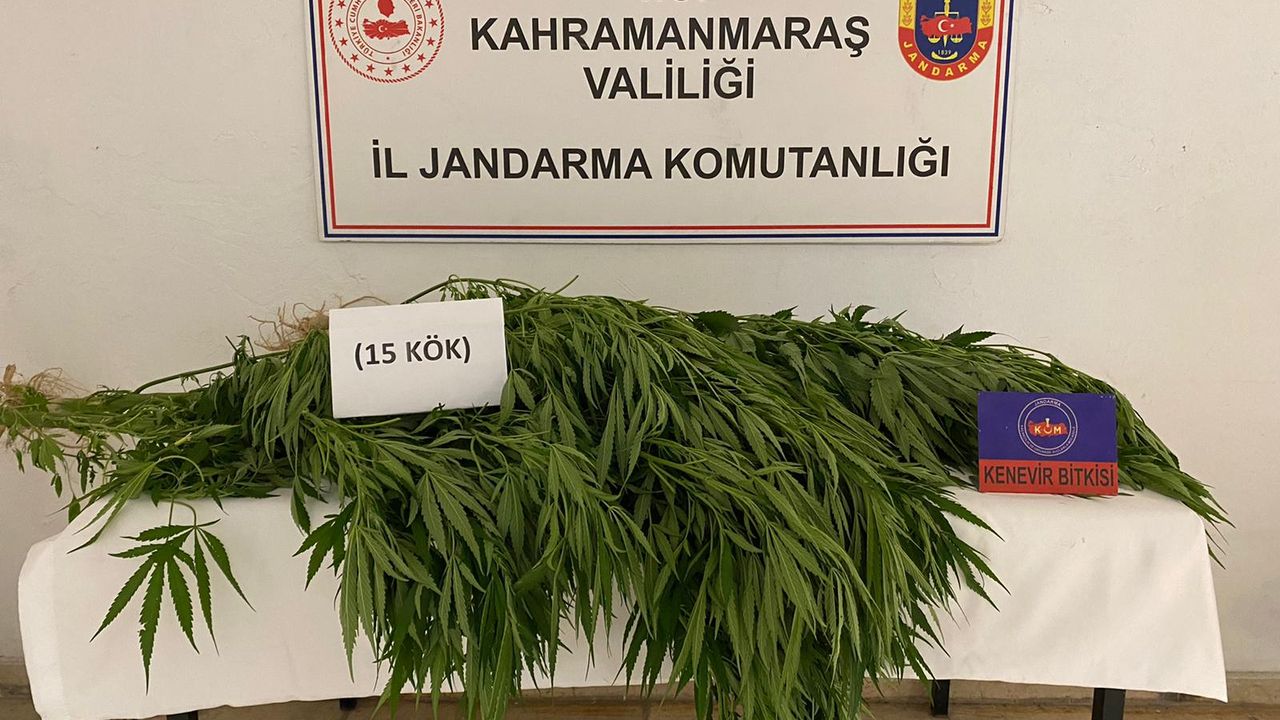 Elbistan’da evinde kenevir yetiştirdi gözaltına alındı 