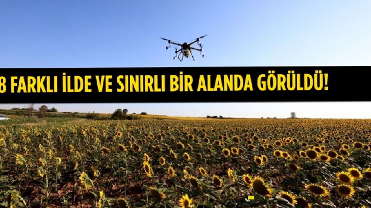 İlaçlama yapılan alanlarda çayır tırtılı sorunu kontrol altına alındı