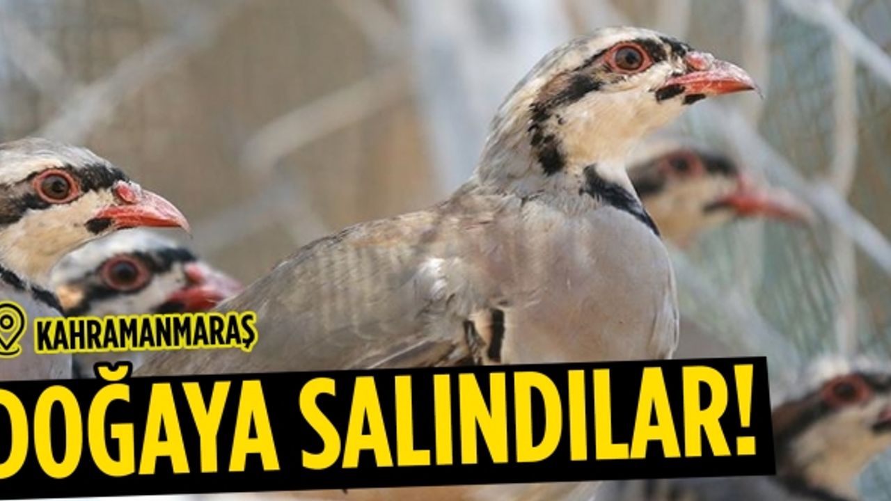 Kahramanmaraş'ta 20 yılda 150 bin kınalı keklik doğaya salındı