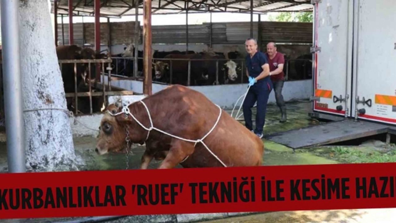 Kurbanlıklar 'Ruef' tekniği ile kesime hazır