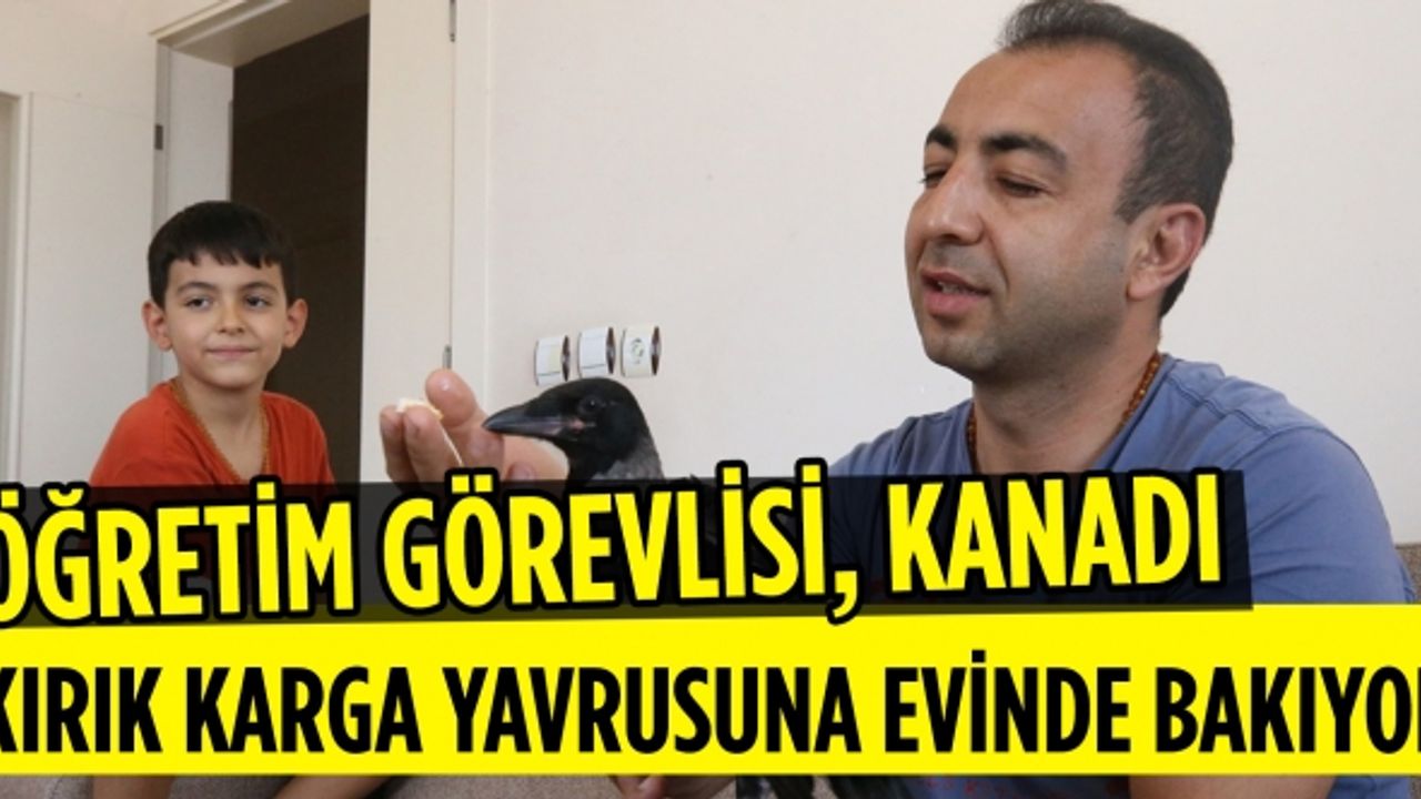 Öğretim görevlisi, kanadı kırık karga yavrusuna evinde bakıyor