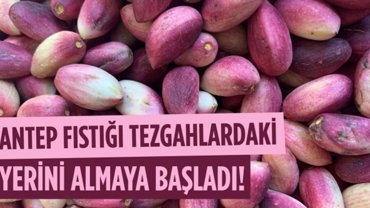 Antep Fıstığının tazesi tezgahlardaki yerini almaya başladı!