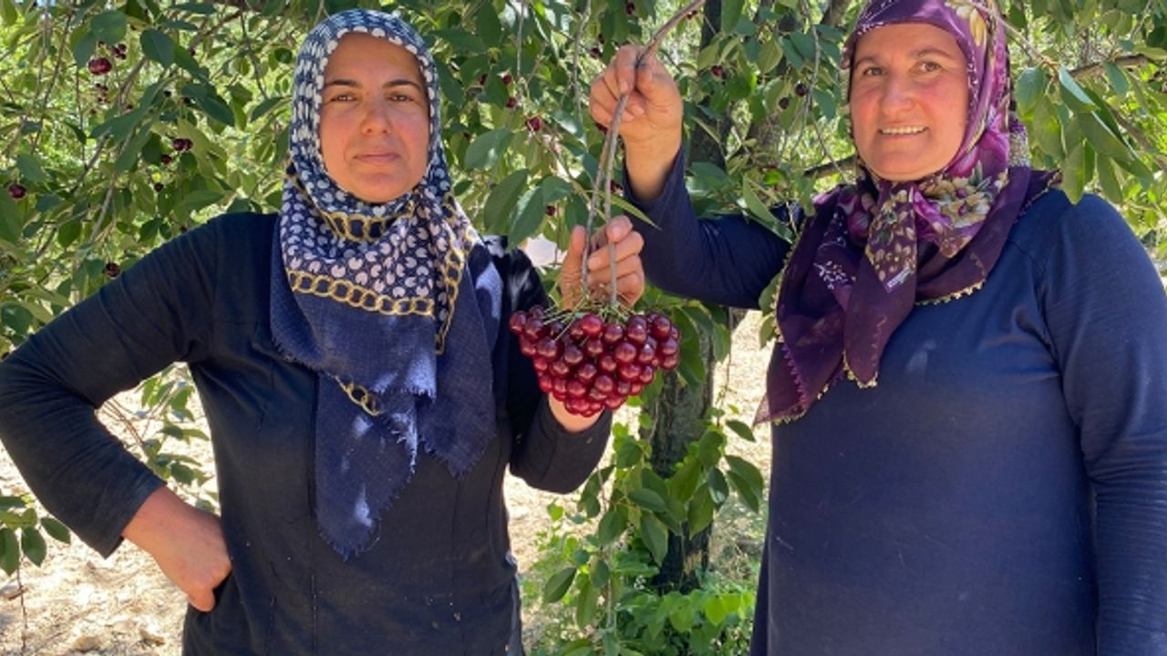 'Çubuk Vişnesi'ni ağrı kesici olarak kullanıyorlar