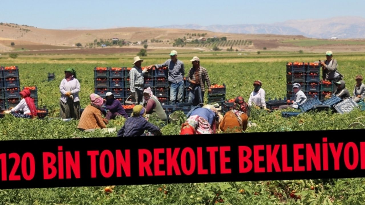 Kahramanmaraş'ta domatesten 120 bin ton rekolte bekleniyor