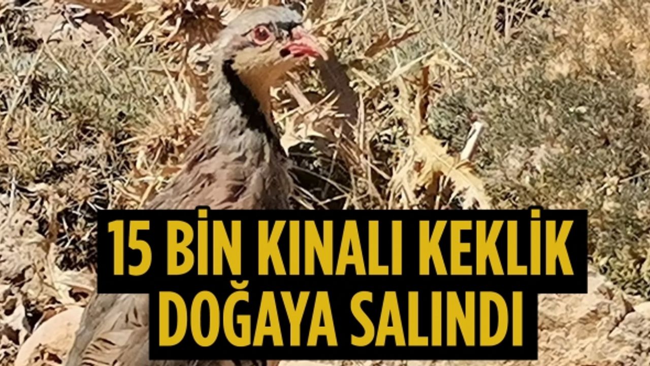 Kahramanmaraş’ta 15 bin kınalı keklik doğaya salındı