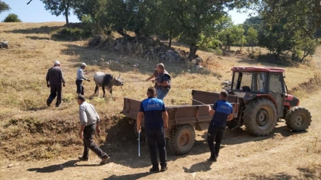 Kurban Bayram'ında Kaçan Dana Yakalandı