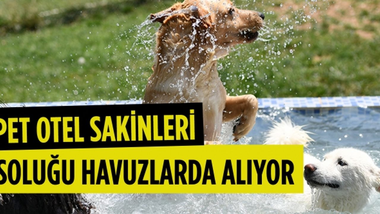 Sıcaktan bunalan pet otel sakinleri soluğu havuzlarda alıyor
