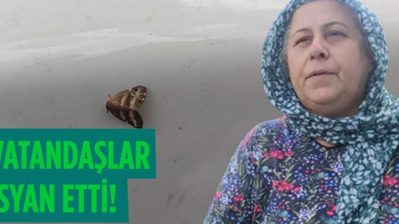 Vatandaşların 'vampir kelebek' isyanı! 'Sanki plastik bir hayvan'