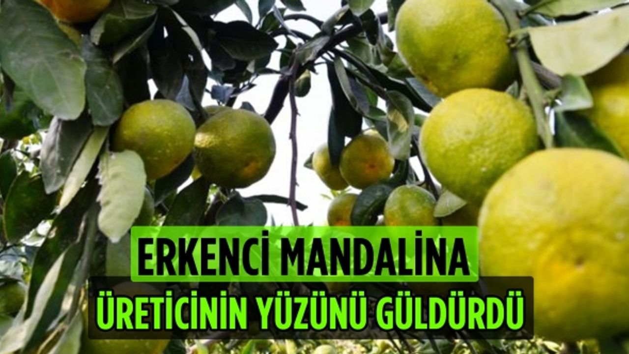 Andırın İlçesinde hasadına başlanan Erkenci Mandalina üreticinin yüzünü güldürüyor