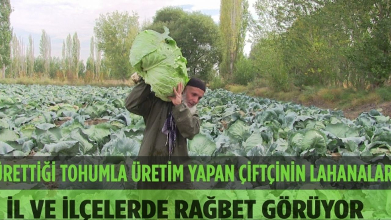 Elbistan’da kendi ürettiği tohumla üretim yapan çiftçinin lahanaları çevre il ve ilçelerde de rağbet görüyor