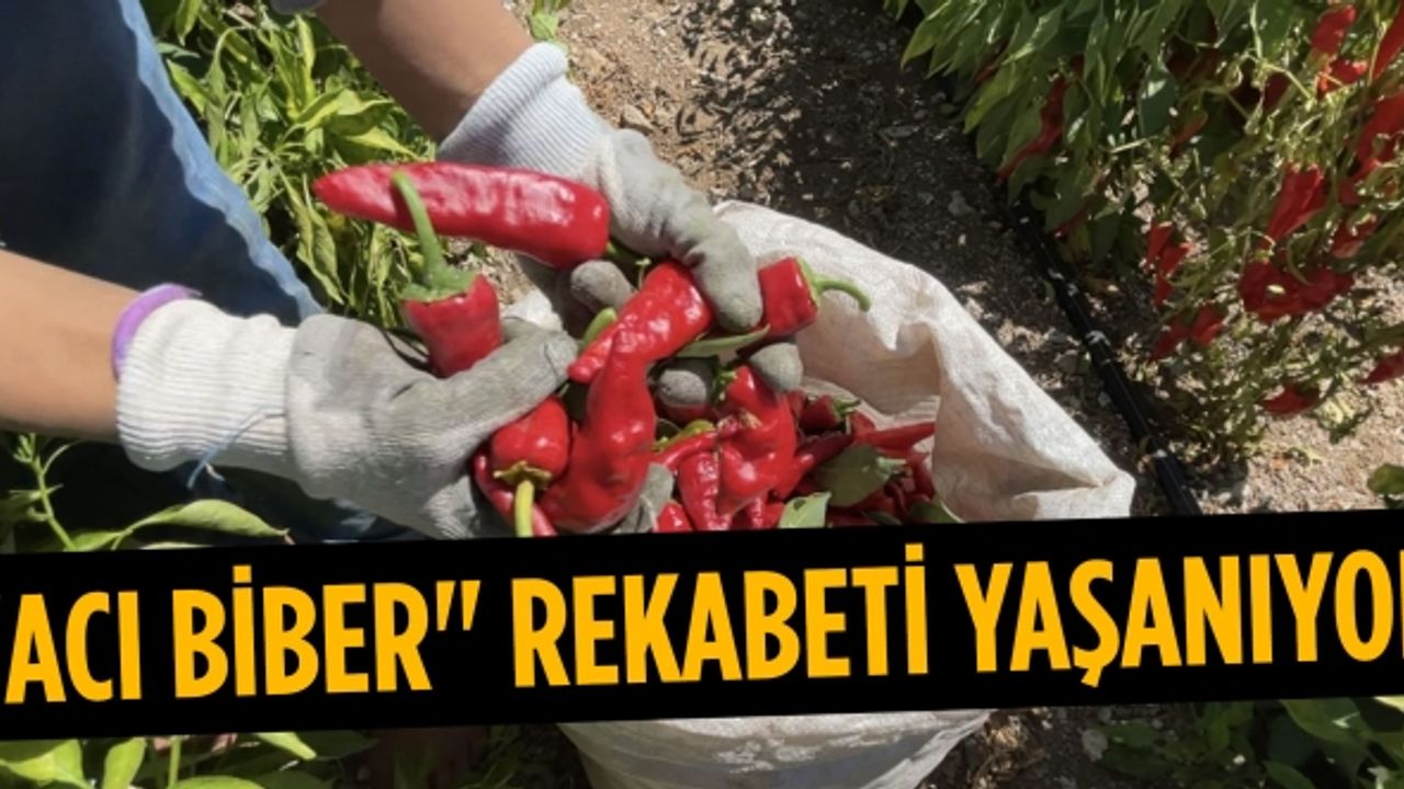Gaziantep ve Kahramanmaraş arasında tescilli "acı biber" rekabeti yaşanıyor