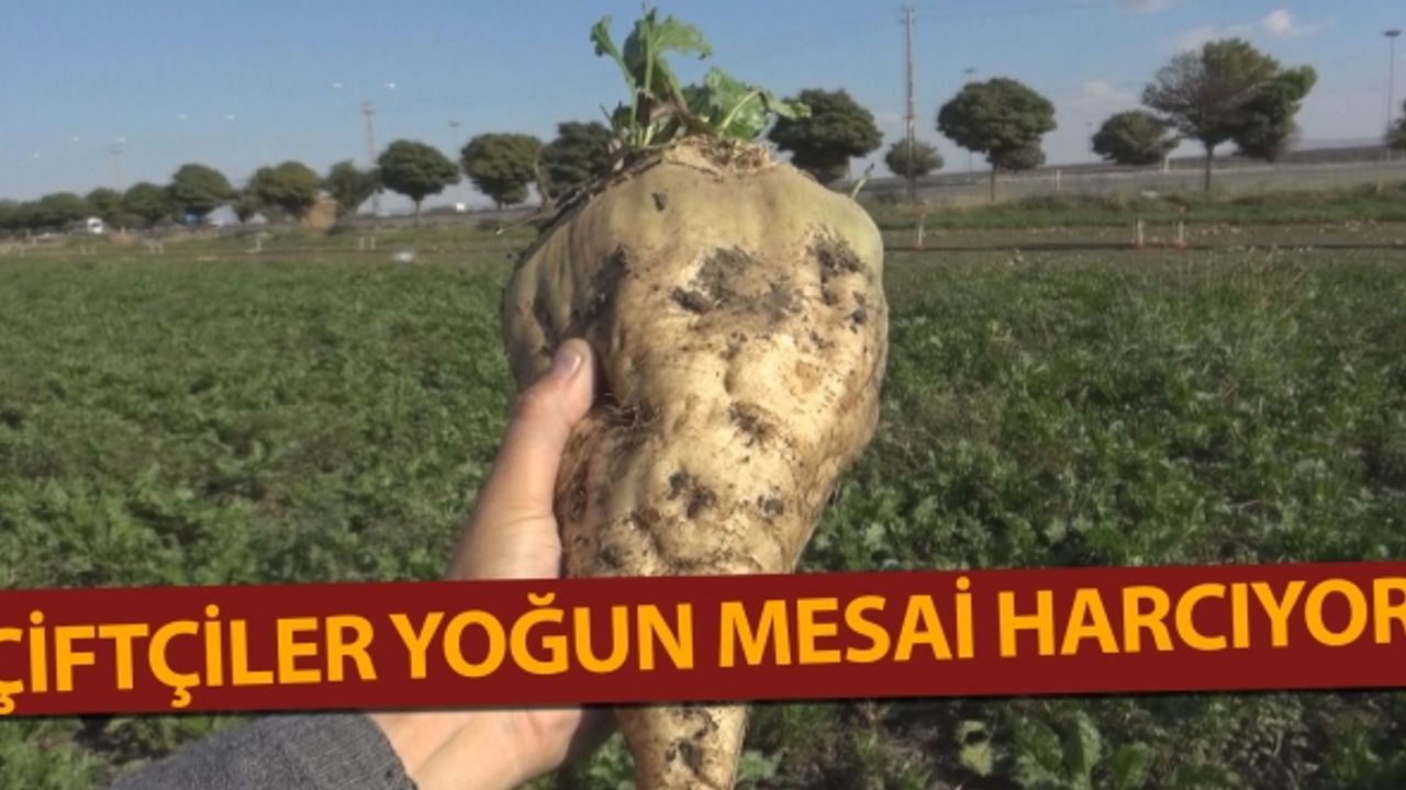 Şeker pancarının sofralara yolculuğu devam ediyor