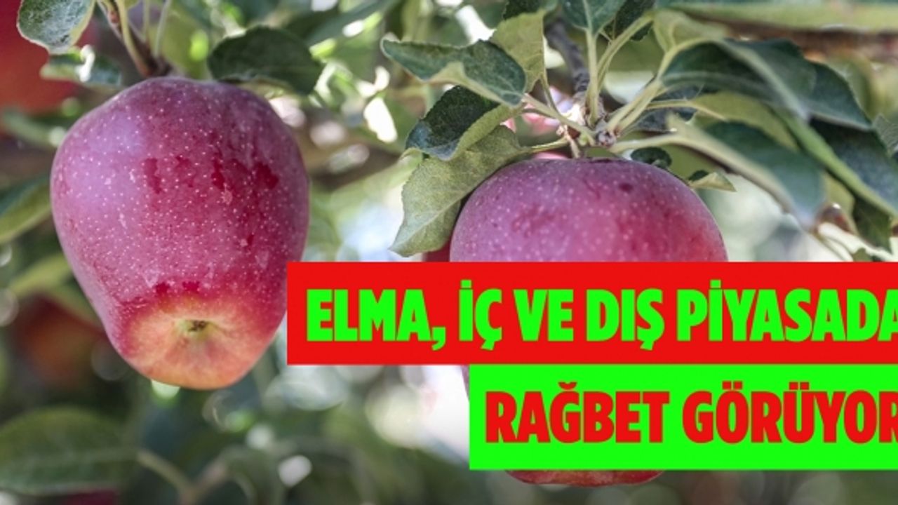 Göksun ilçesinde yetiştirilen elma, iç ve dış piyasada rağbet görüyor