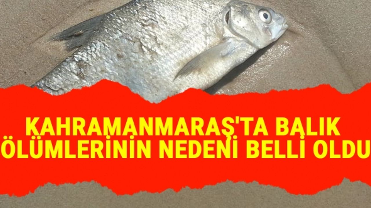Kahramanmaraş'ta Balık Ölümlerinin Nedeni Belli Oldu