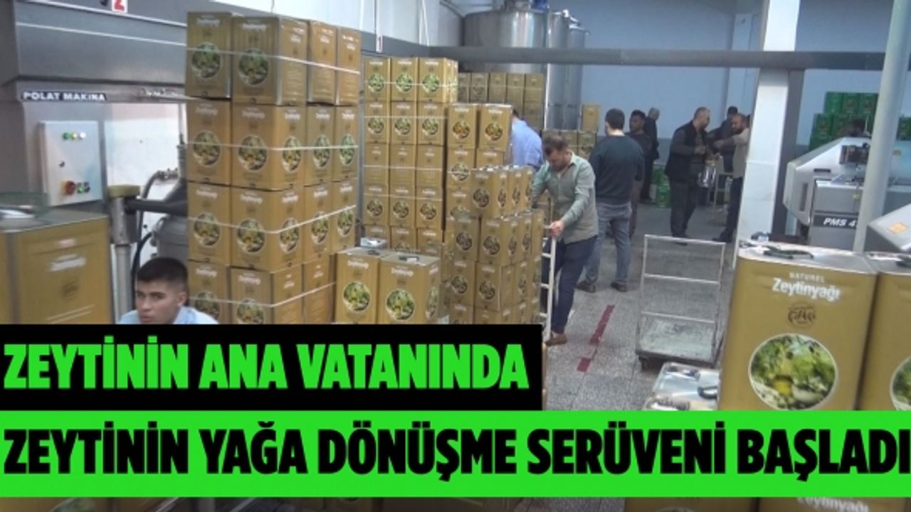 Zeytinin ana vatanında, zeytinin yağa dönüşme serüveni başladı