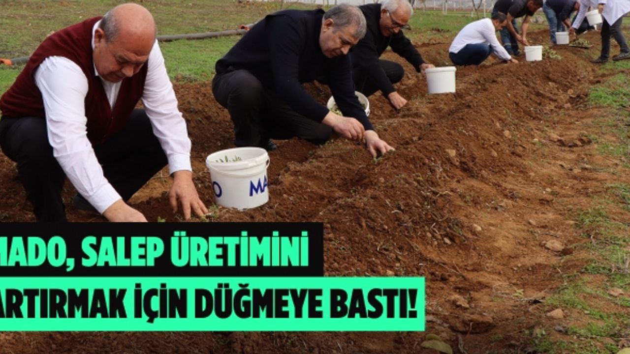 MADO, salep üretimini artırmak için düğmeye bastı!