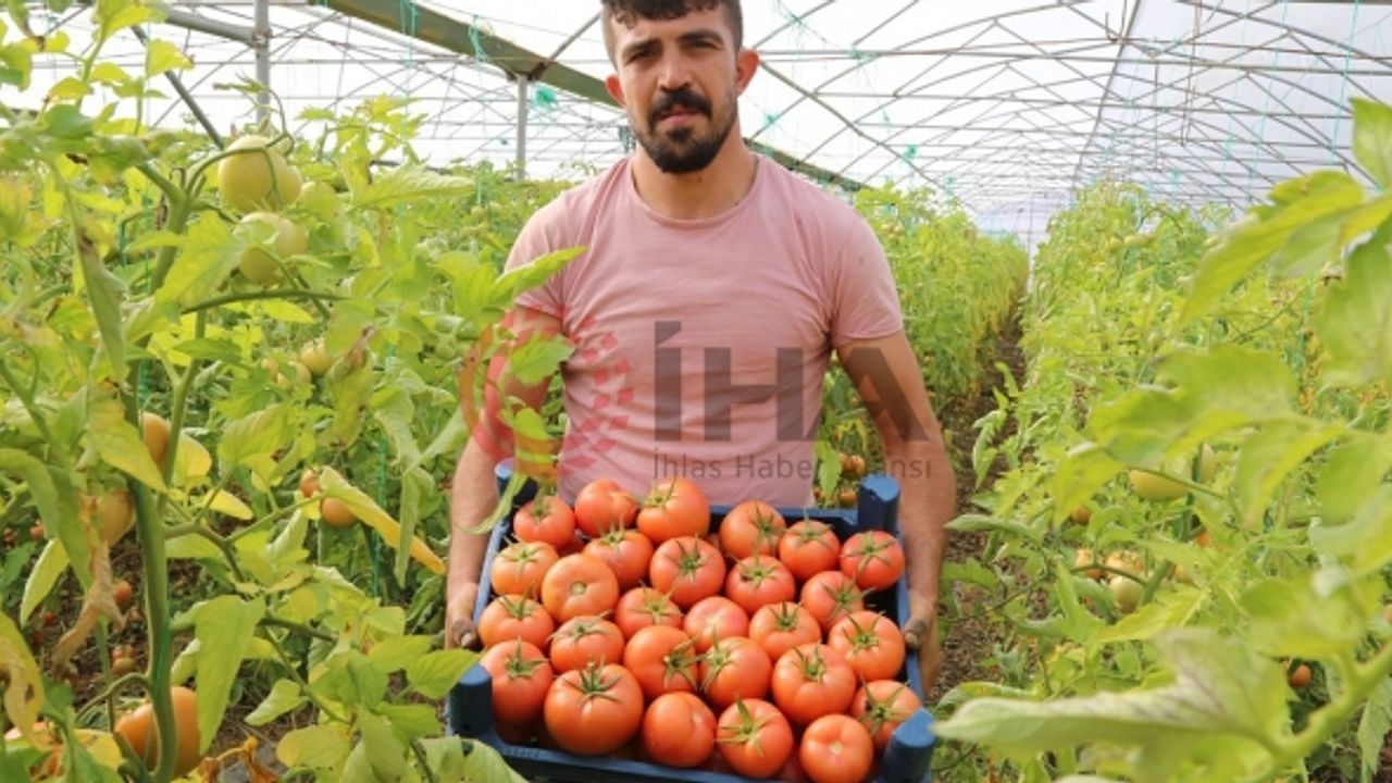 Şehir hayatını bırakıp köyünde sera kurdu