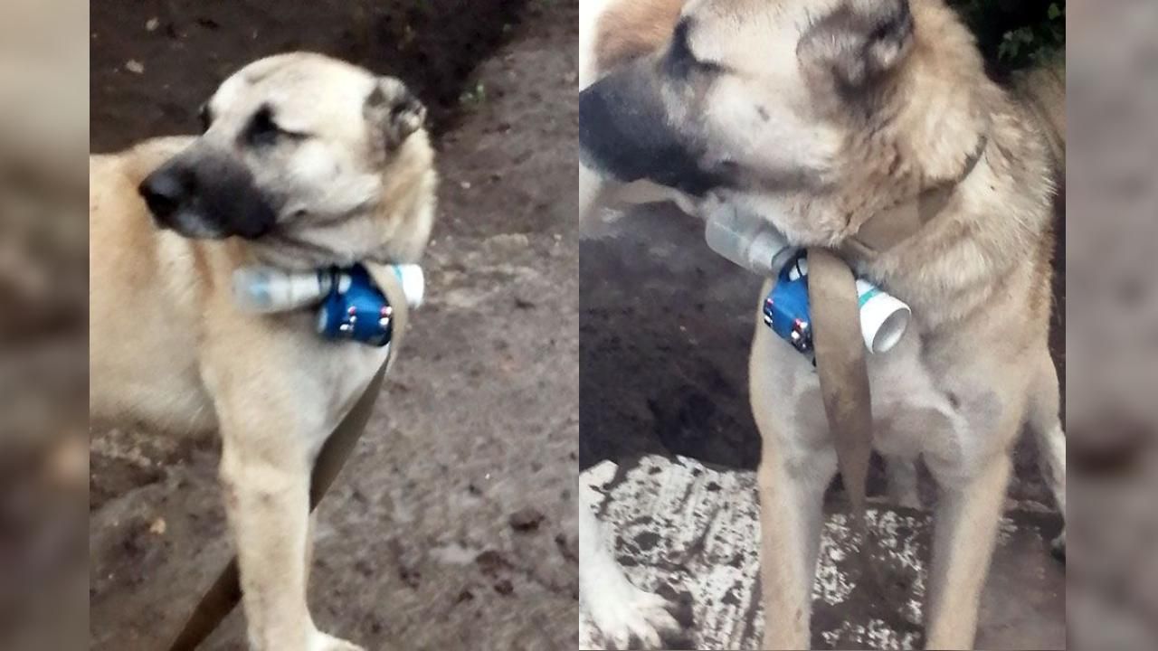 Ermeni güçlerden eylem girişimi: Köpeğin üzerine bomba bağladılar