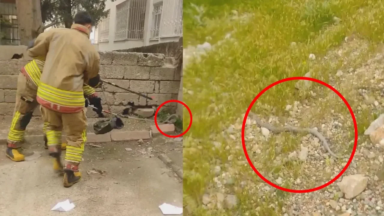 Kahramanmaraş’ta Mahallede Yılan Paniği!