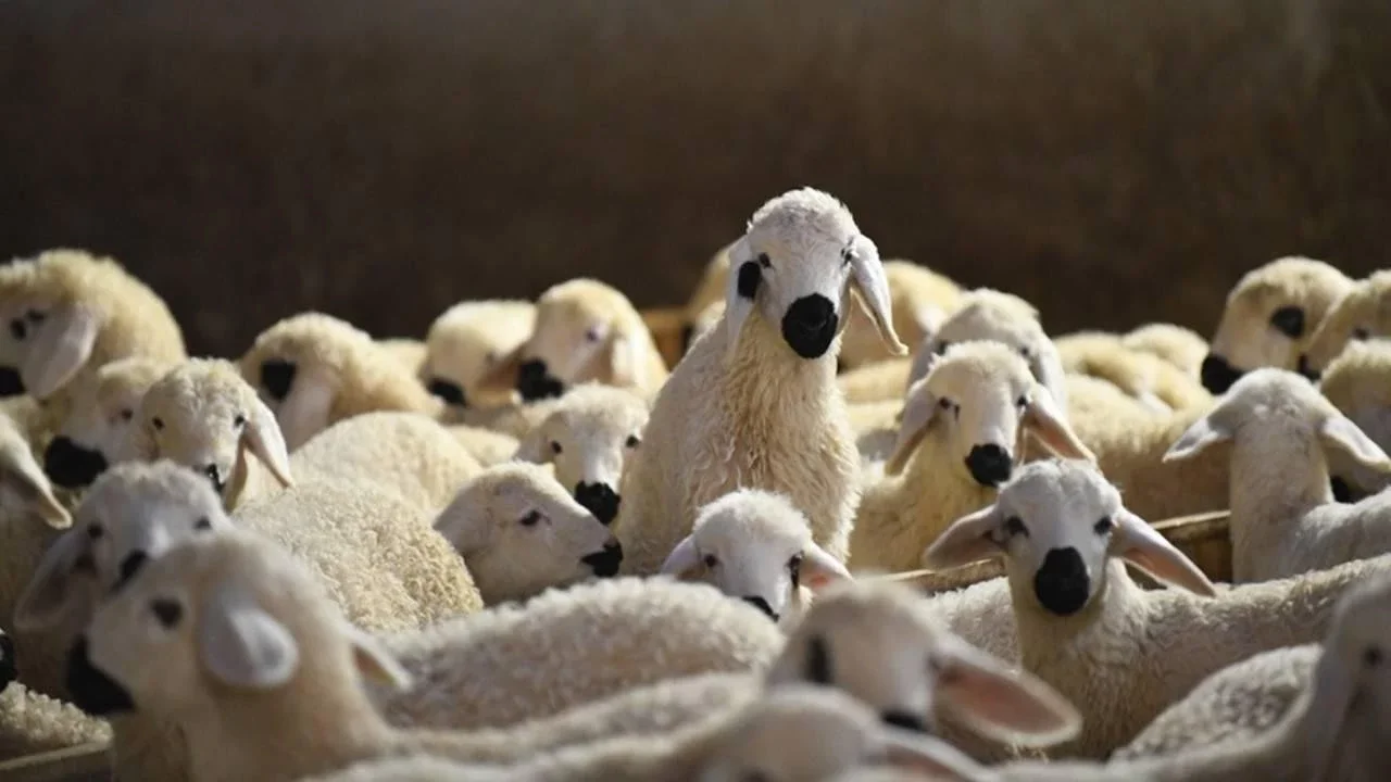 Hayvancılıkta Büyük Fırsat: 150 Bin Küçükbaş ve Aylık 15 Bin TL Destek Verilecek!