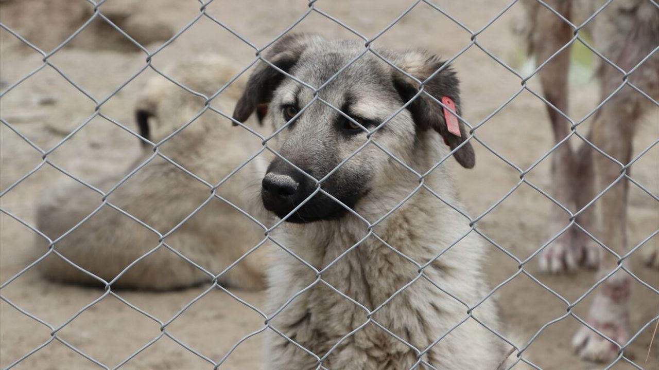 Kilis'te son iki yılda yaklaşık 3 bin sahipsiz köpek toplandı