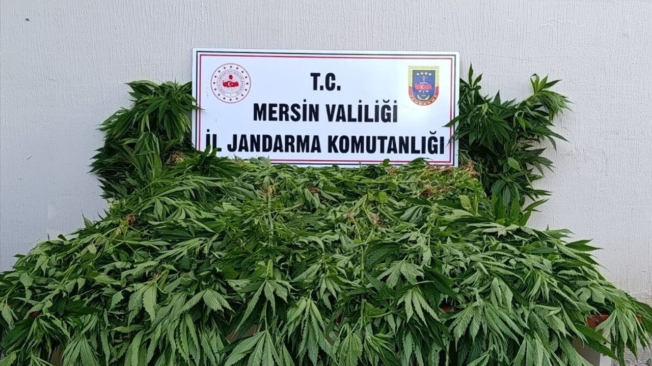 Bozyazı ilçesinde 402 kök kenevir ele geçirildi