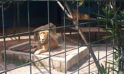 Fotoğraf çekmek için kafese giren aileye aslan saldırdı!