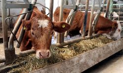 Tarım ve Orman Bakanlığı 'özel sektöre kesimlik hayvan ithalatı izni' iddialarını yalanladı
